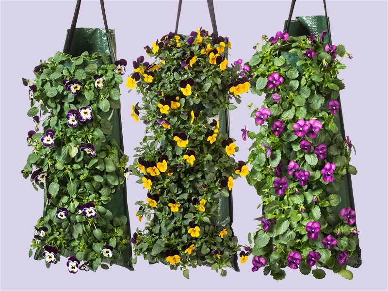 Bosviolen in wandhanger: kleur aan de muur