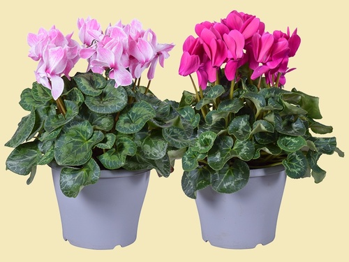 De Patiocyclaam: kleur voor het najaar