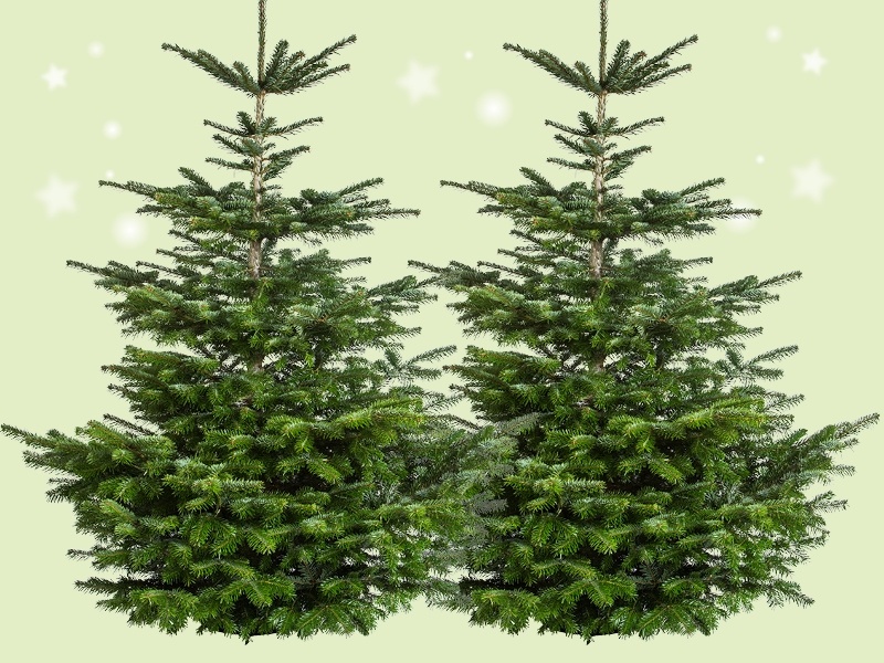 Nordmann spar – De koning van de kerstbomen